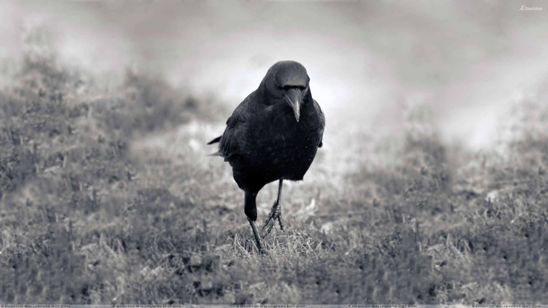 1920x1080 Crows Wallpaper