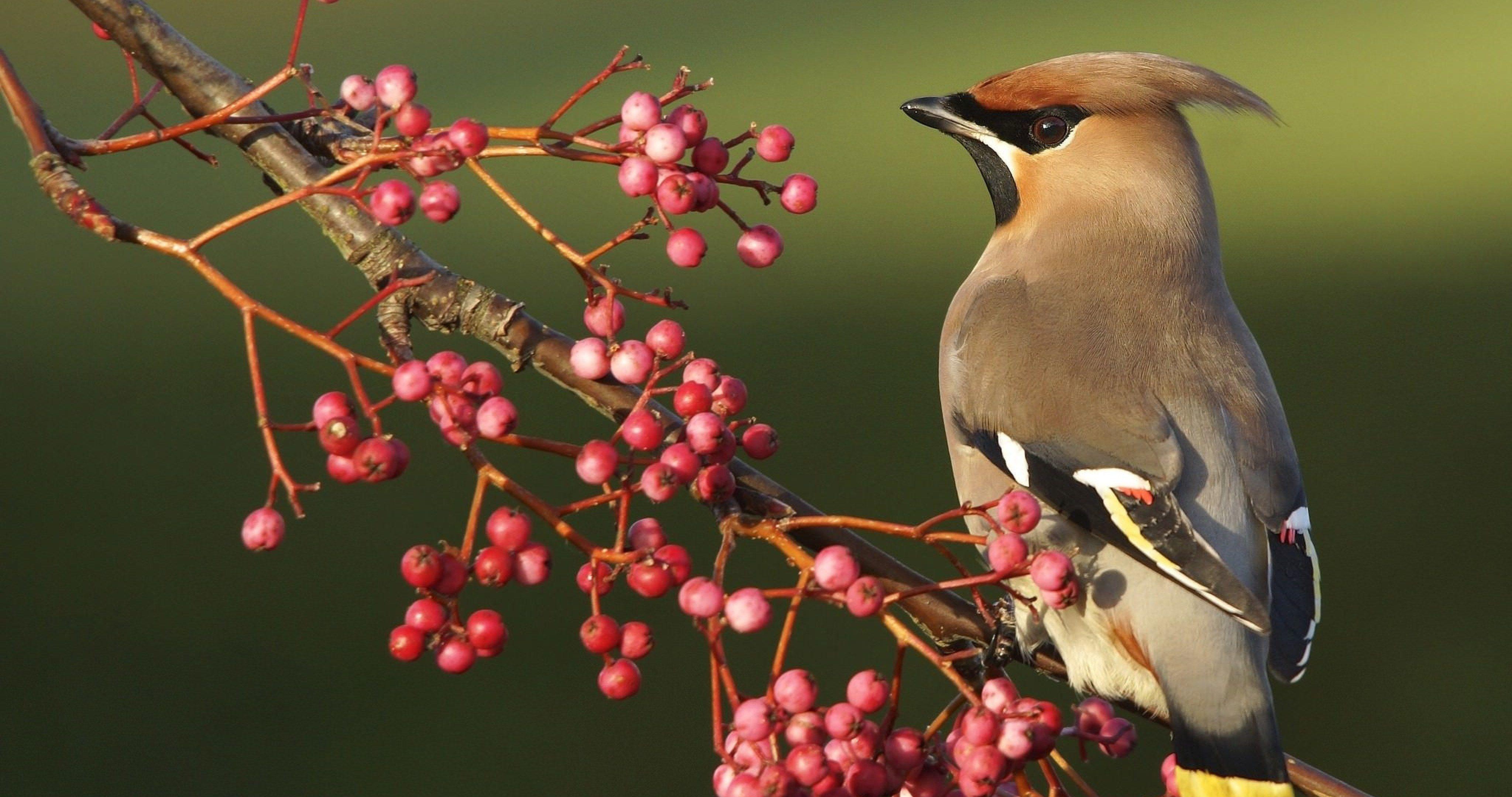 Bird 4K Wallpapers - Top Free Bird 4K Backgrounds - WallpaperAccess