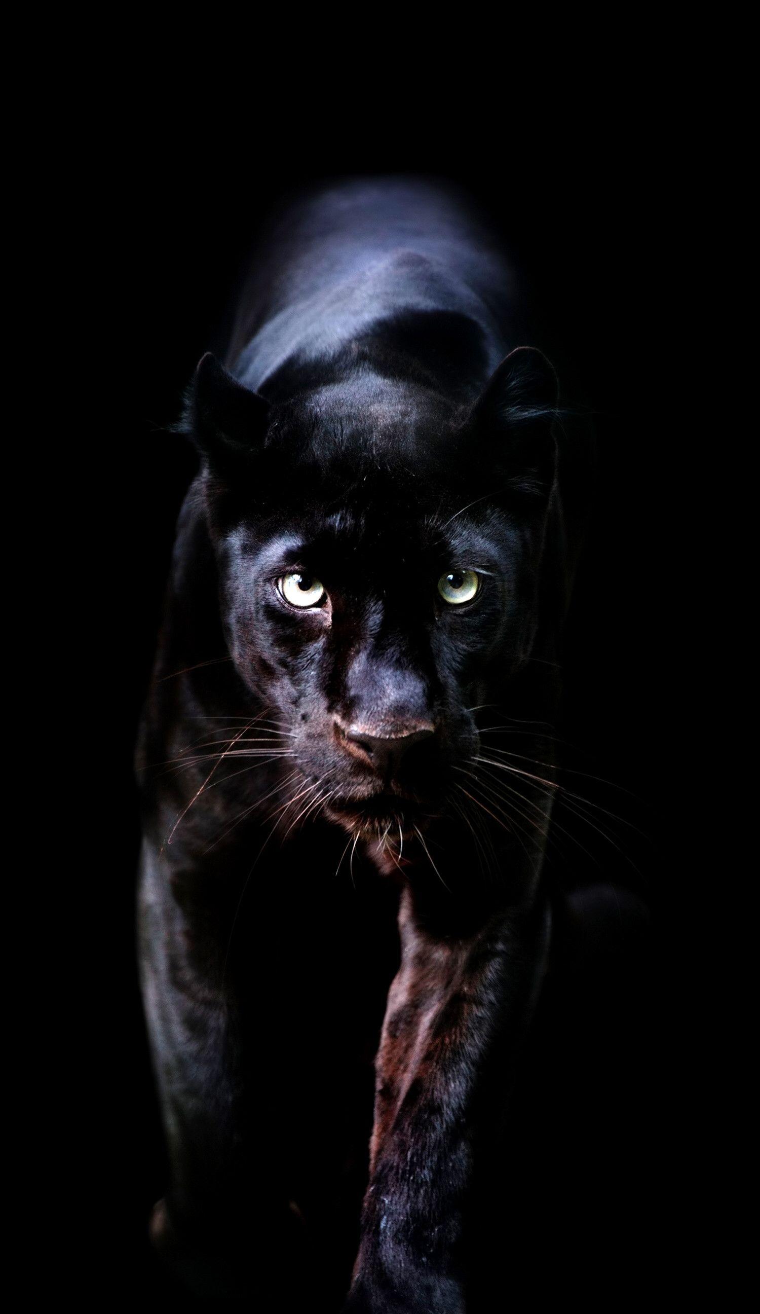 Black Cheetah Wallpapers - Top Free Black Cheetah Backgrounds