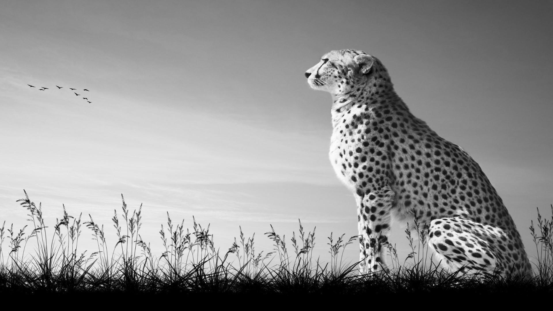 Black Cheetah Wallpapers - Top Free Black Cheetah Backgrounds