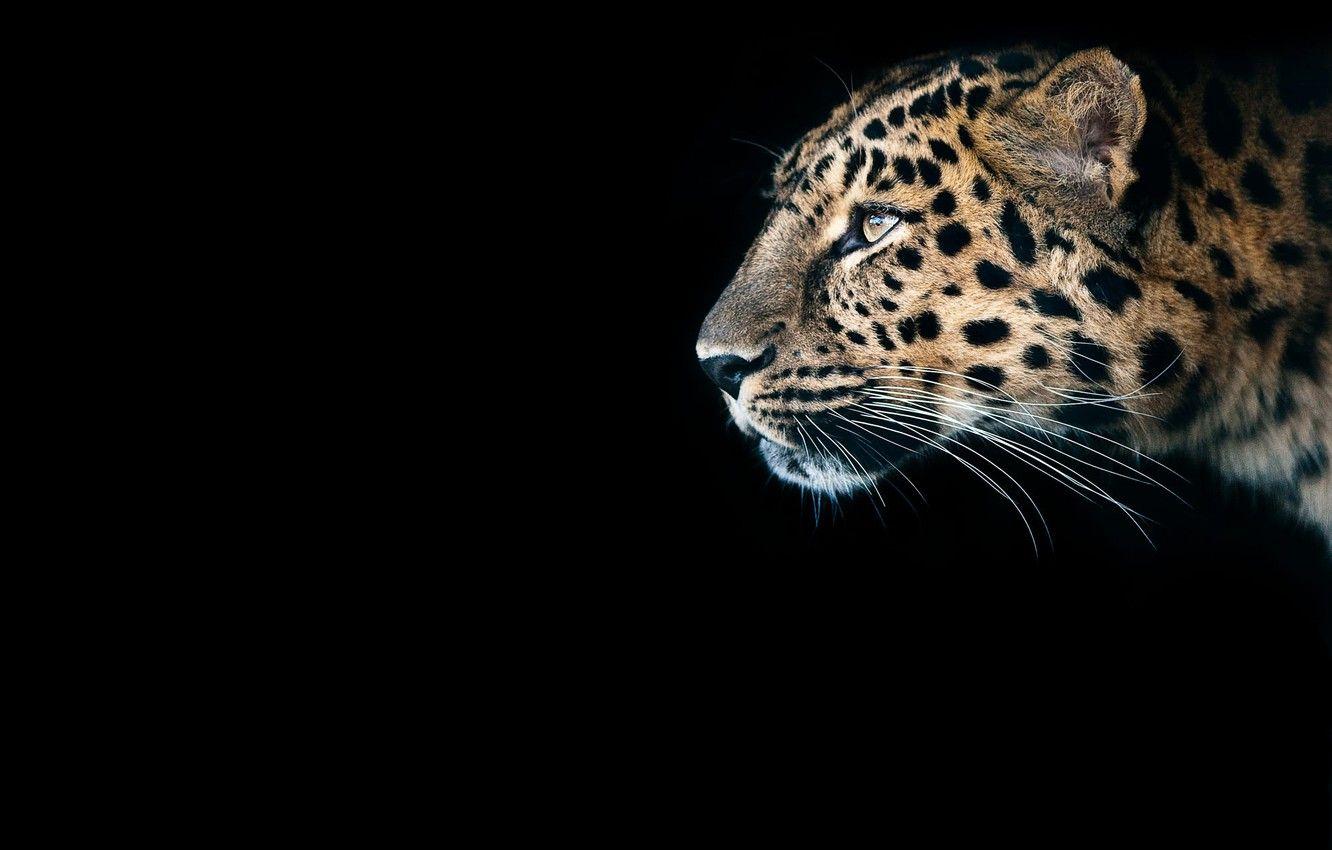 Black Cheetah Wallpapers - Top Free Black Cheetah Backgrounds