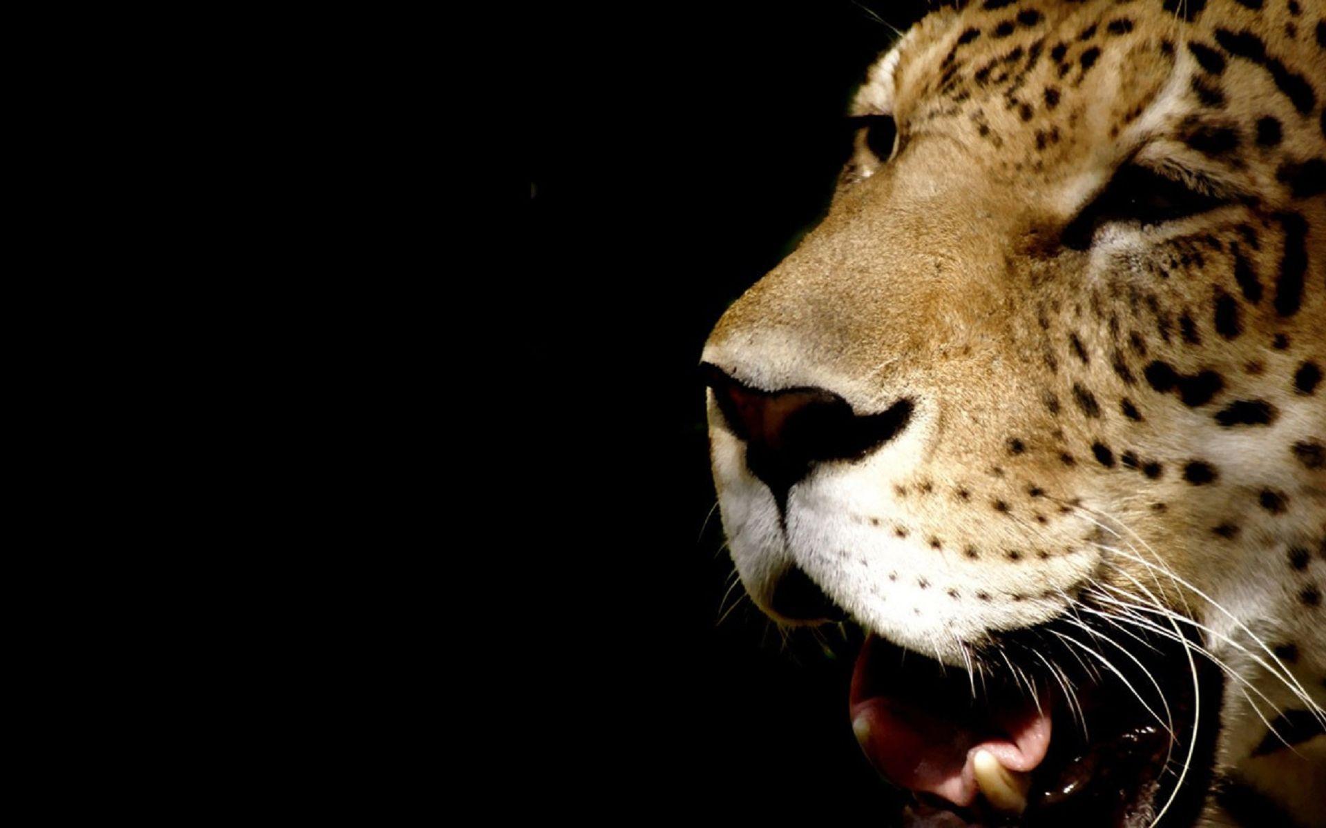 Black Cheetah Wallpapers Top Free Black Cheetah Backgrounds