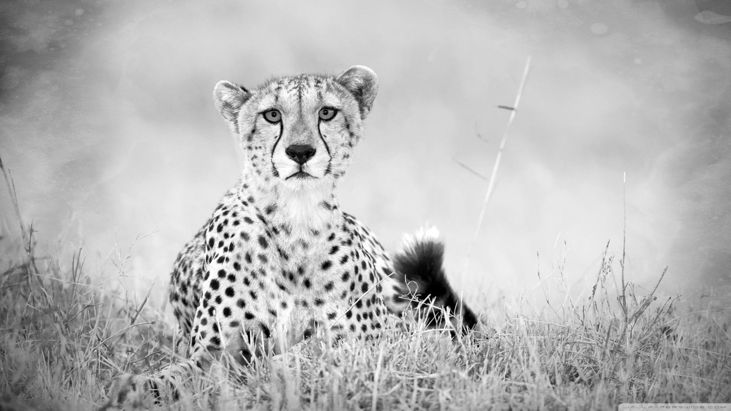 2560x1440 Cheetah wallpaper 2560x1440 desktop background