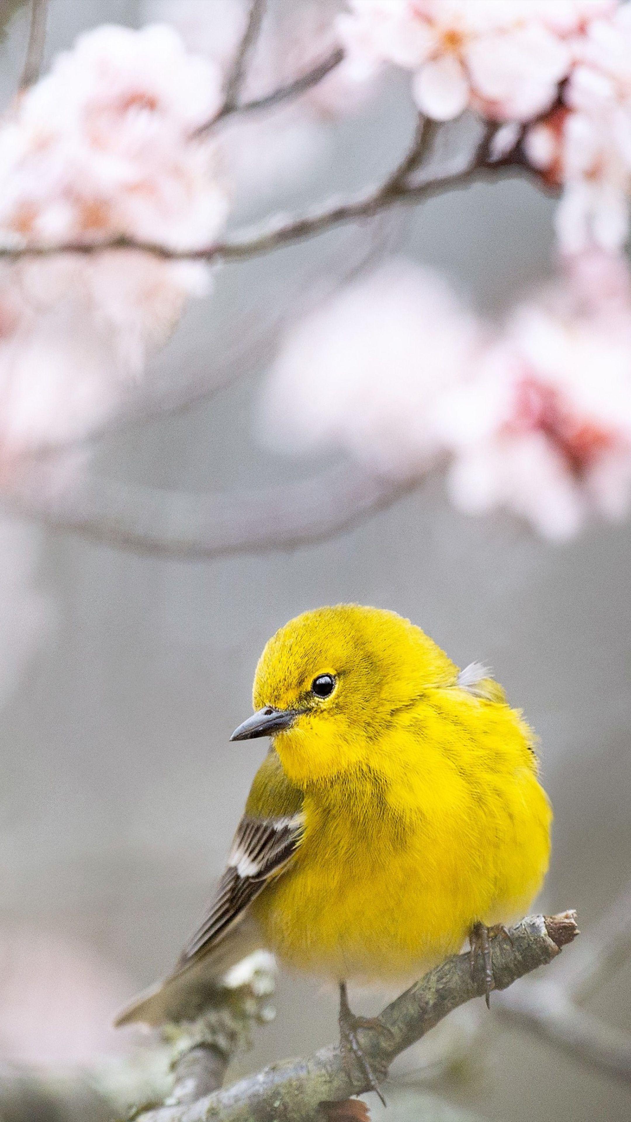 2160x3840 Pine Warbler Yellow Bird Free 4K Ultra HD Mobile Wallpaper