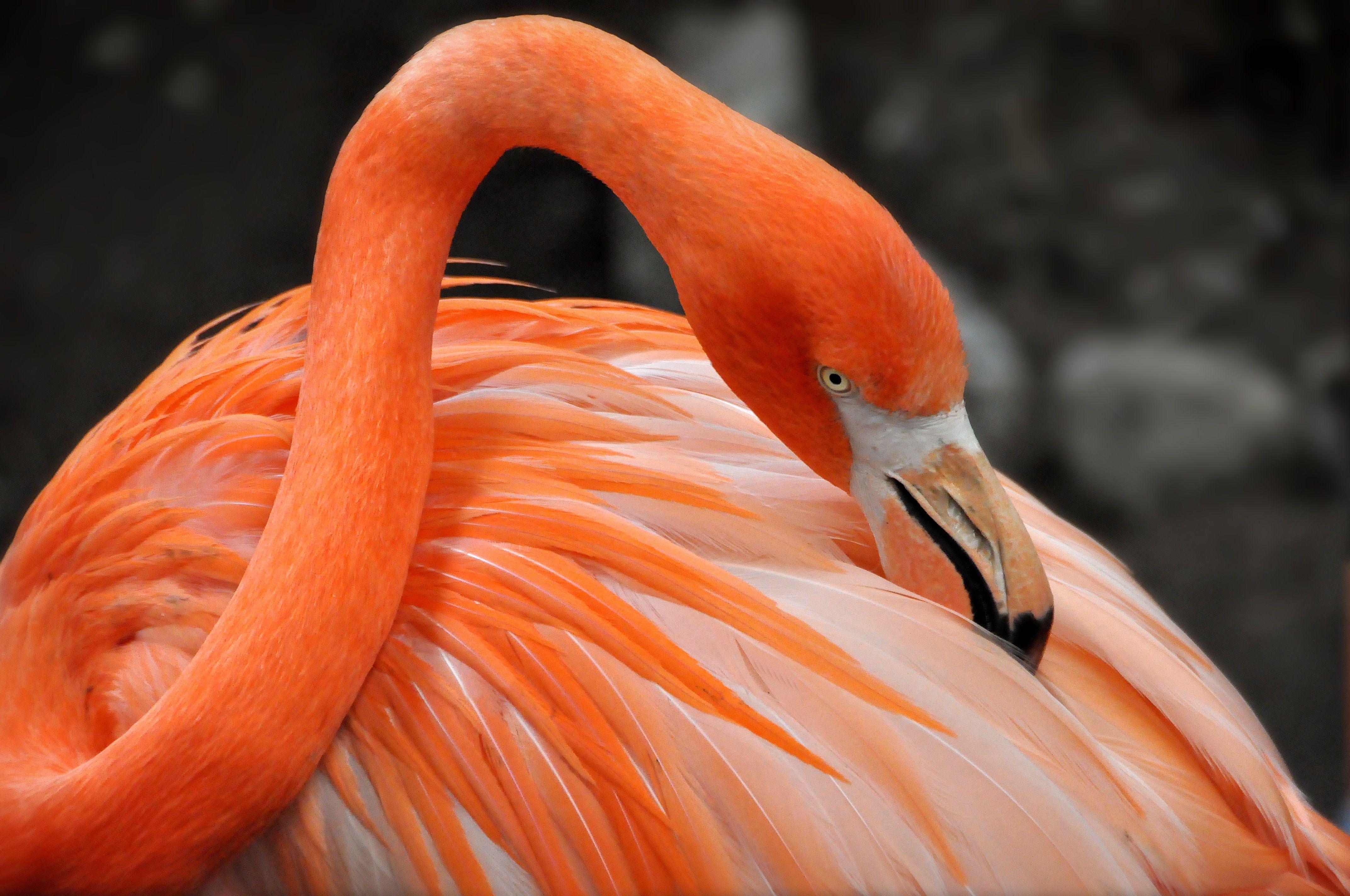 4288x2848 Wallpaper Flamingo bird, HD, 4K, Animals