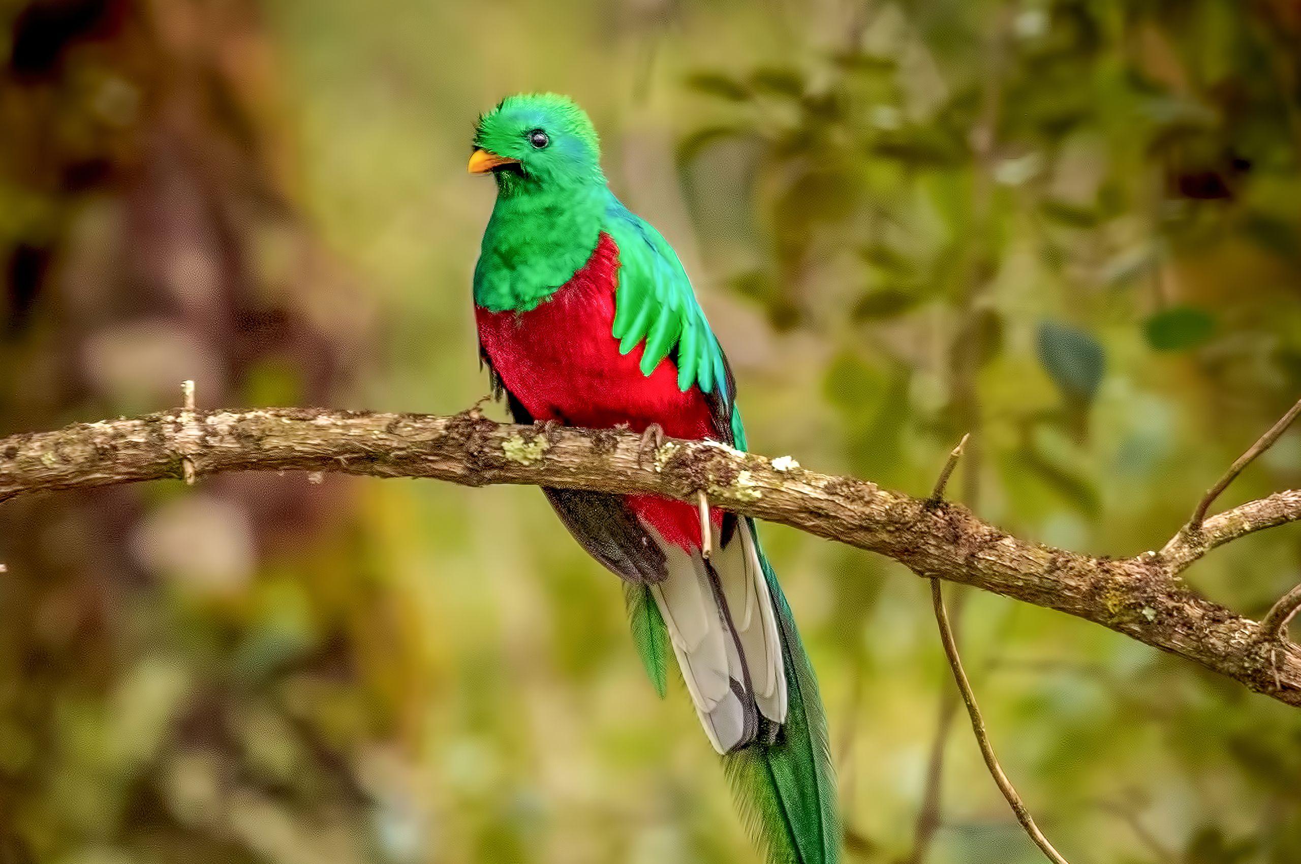 2560x1700 Resplendent Quetzal Bird 4k Chromebook Pixel HD 4k