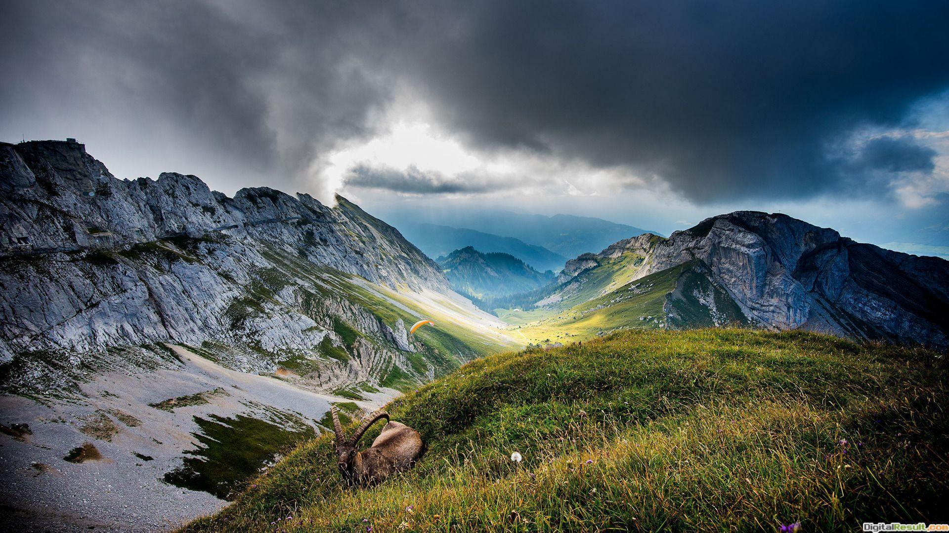 1920x1080 Wildlife HD Wallpaper