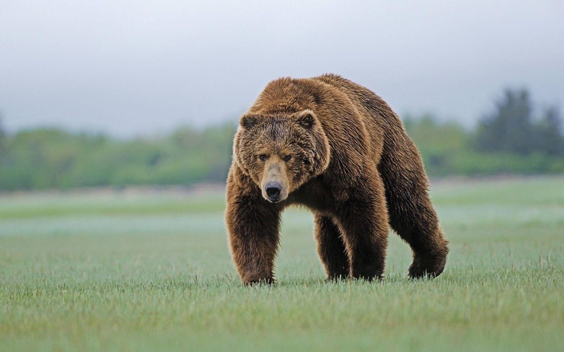 1920x1200 Animals bears wildlife wallpaper. PC