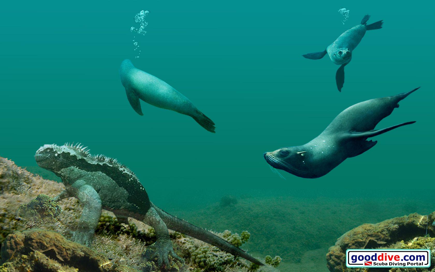 1680x1050 Wallpaper Galapagos 1680 1050