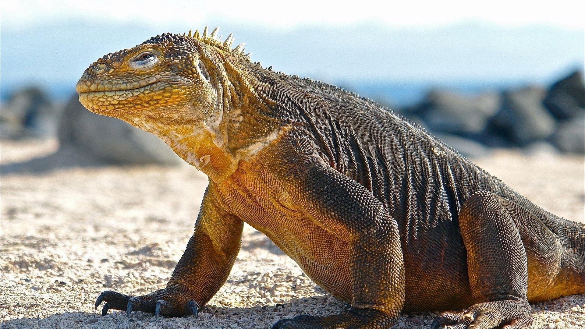 1920x1080 Download wallpaper 1920x1080 conolophus, galapagos islands, scales