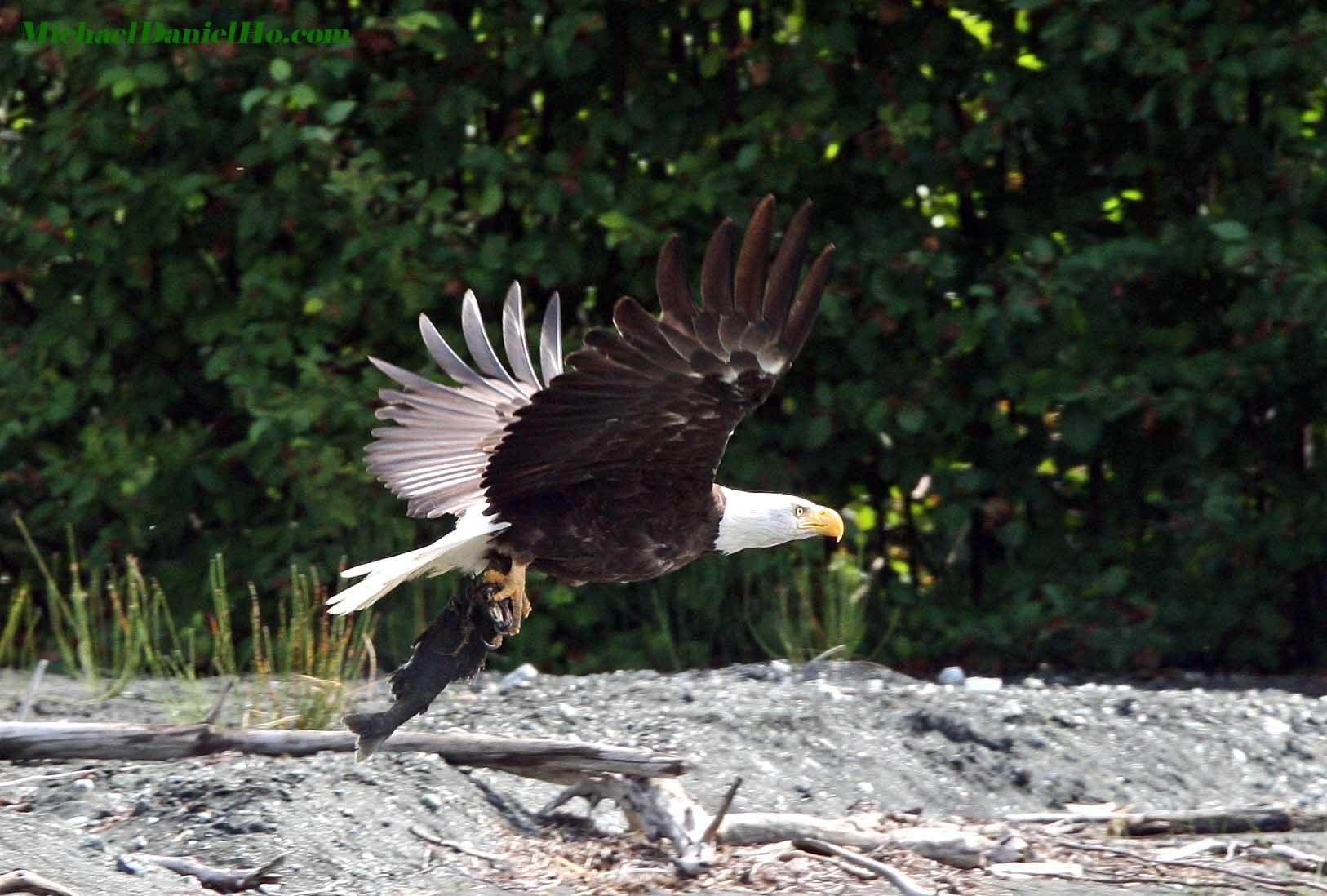1626x1098 Wildlife and Travel wallpaper by Michael Daniel Ho, The Wildlife Ho