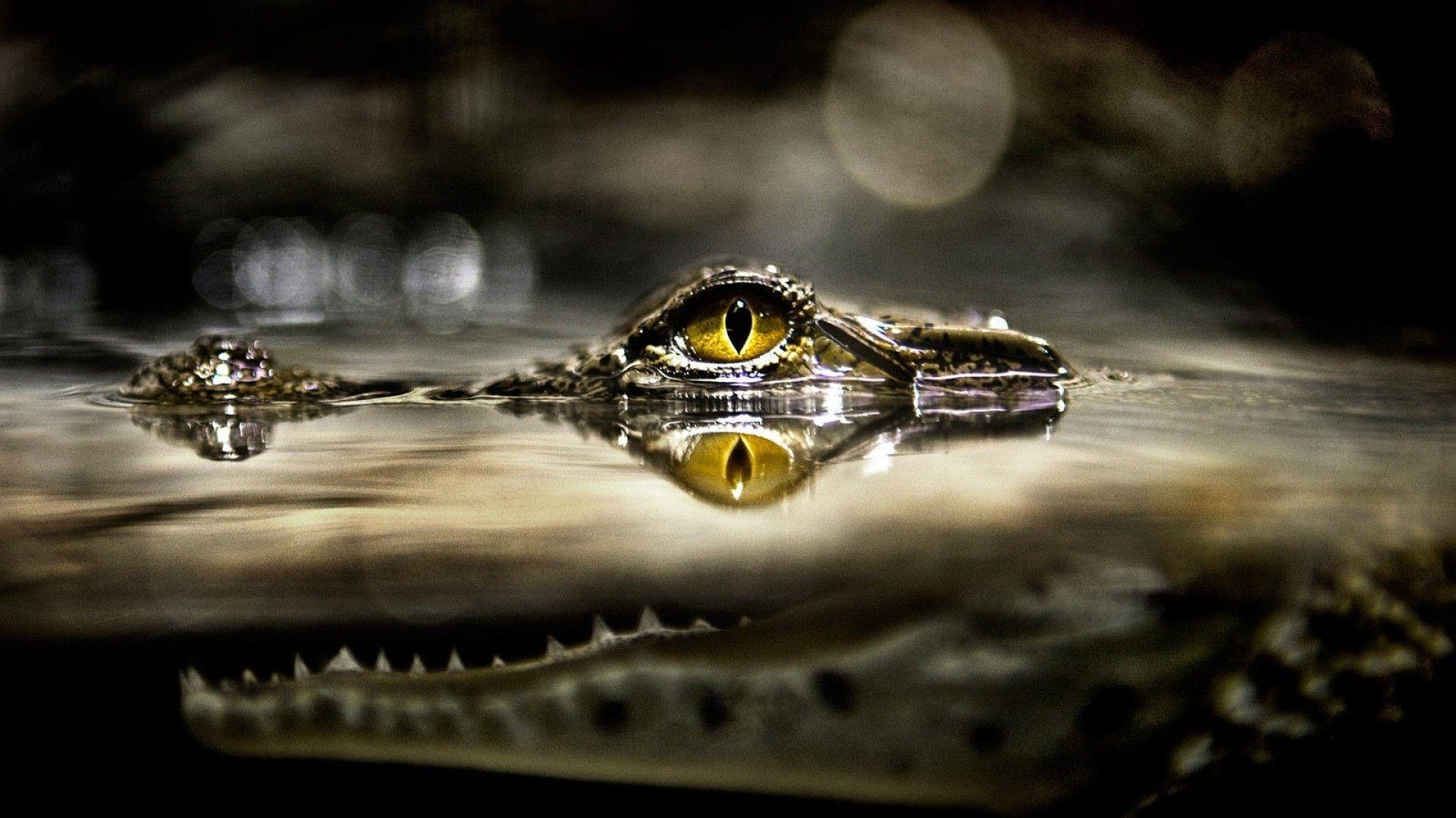 1920x1080 Animals Crocodiles Reptiles Baby Animals Moving Cartoon Animal. HD