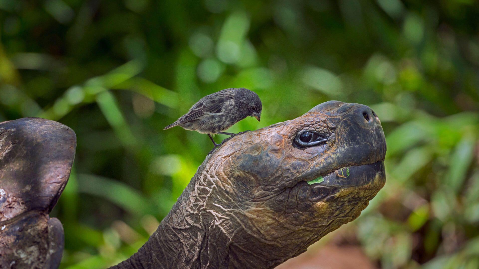 1920x1080 Greetings from Galápagos