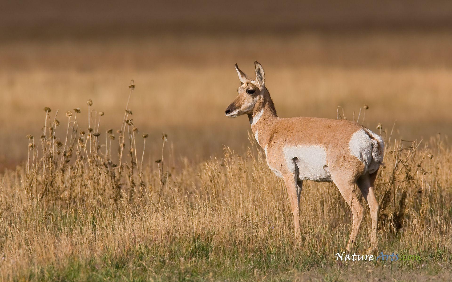 1920x1200 1st page of Desktop, Wildlife Wallpaper / Nature Wallpaper