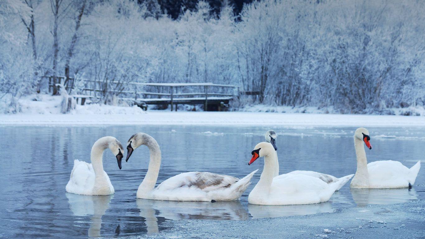 1366x768 Free download Bing Image Winter Swan [1366x768] for your Desktop