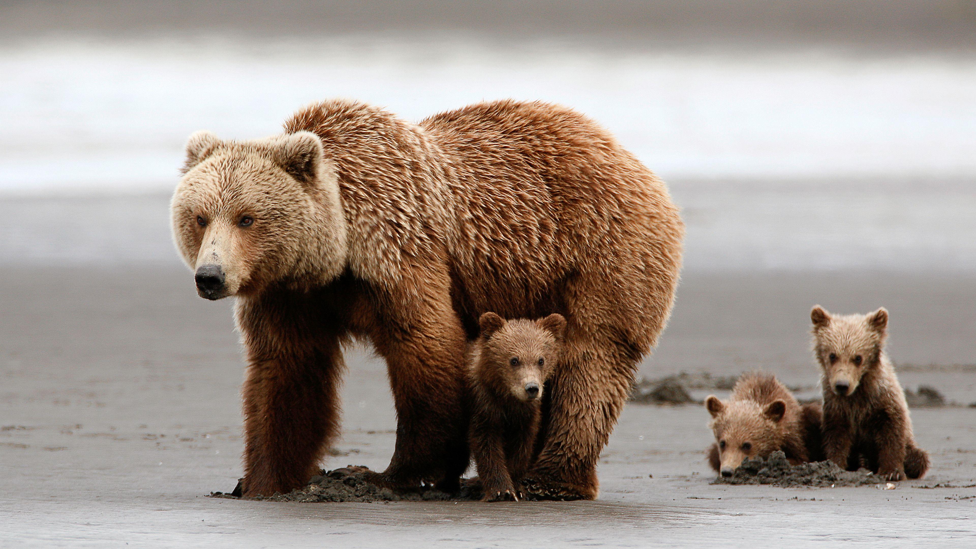 3840x2160 My Collection Of 50 4K Wildlife Wallpaper 1 2: 25 Image