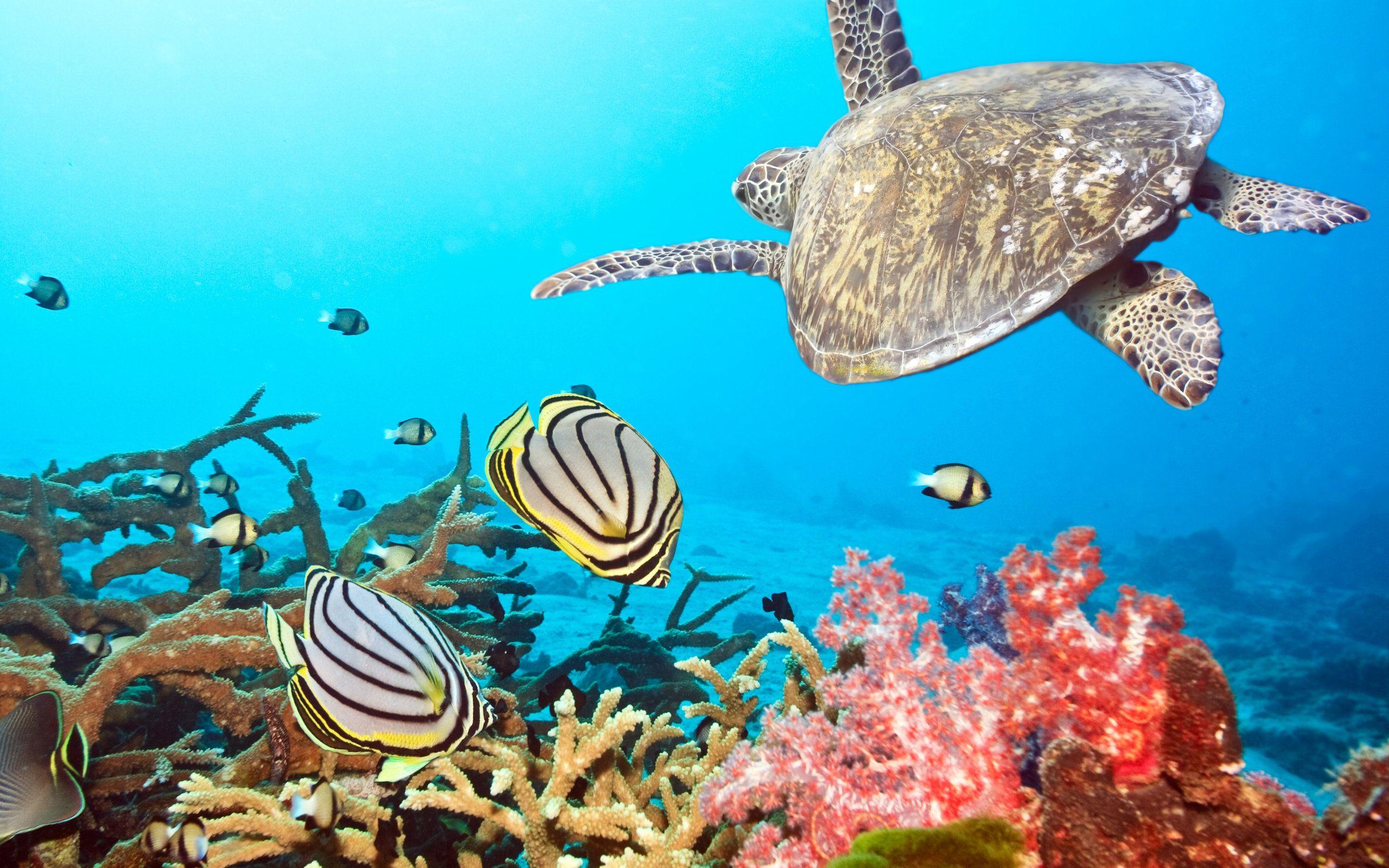 2560x1600 Animals Wildlife Wallpaper Free HD Wallpaper Background Download
