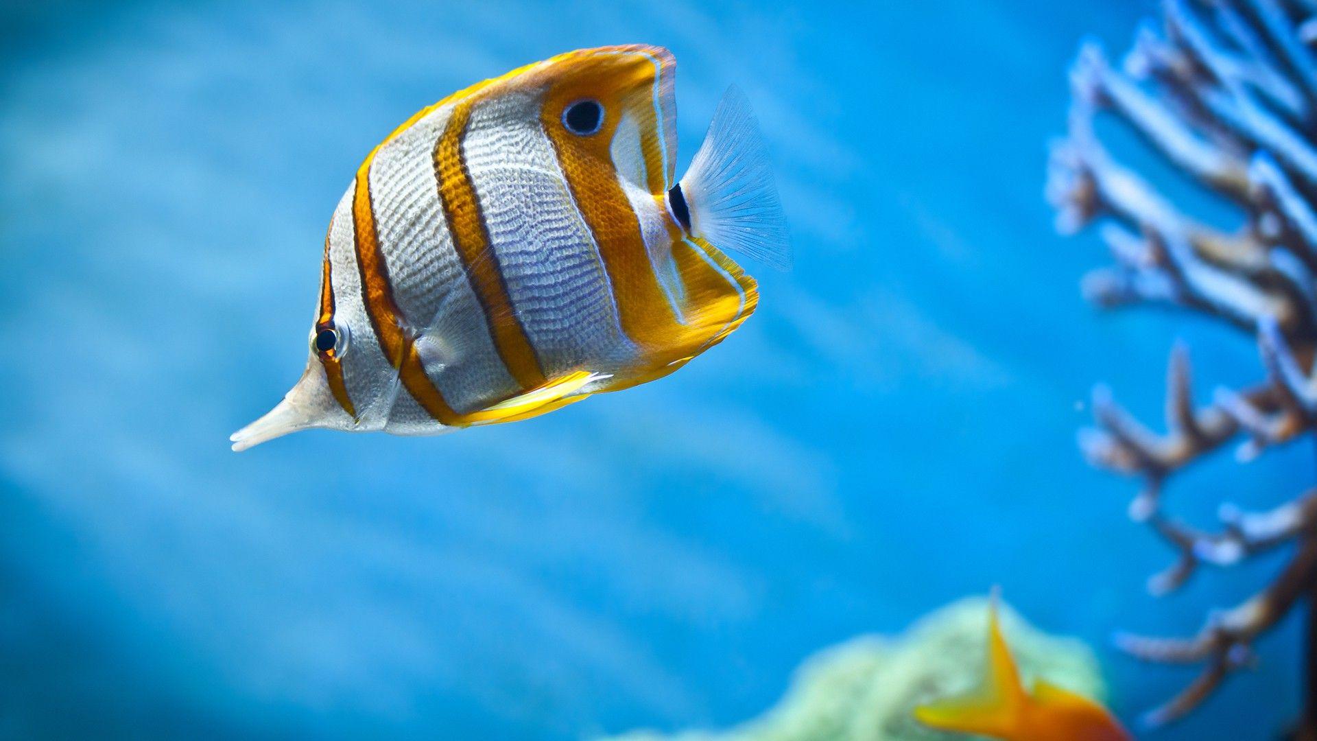 1920x1080 fish, Animals, Sea, Coral, Wildlife Wallpaper HD / Desktop