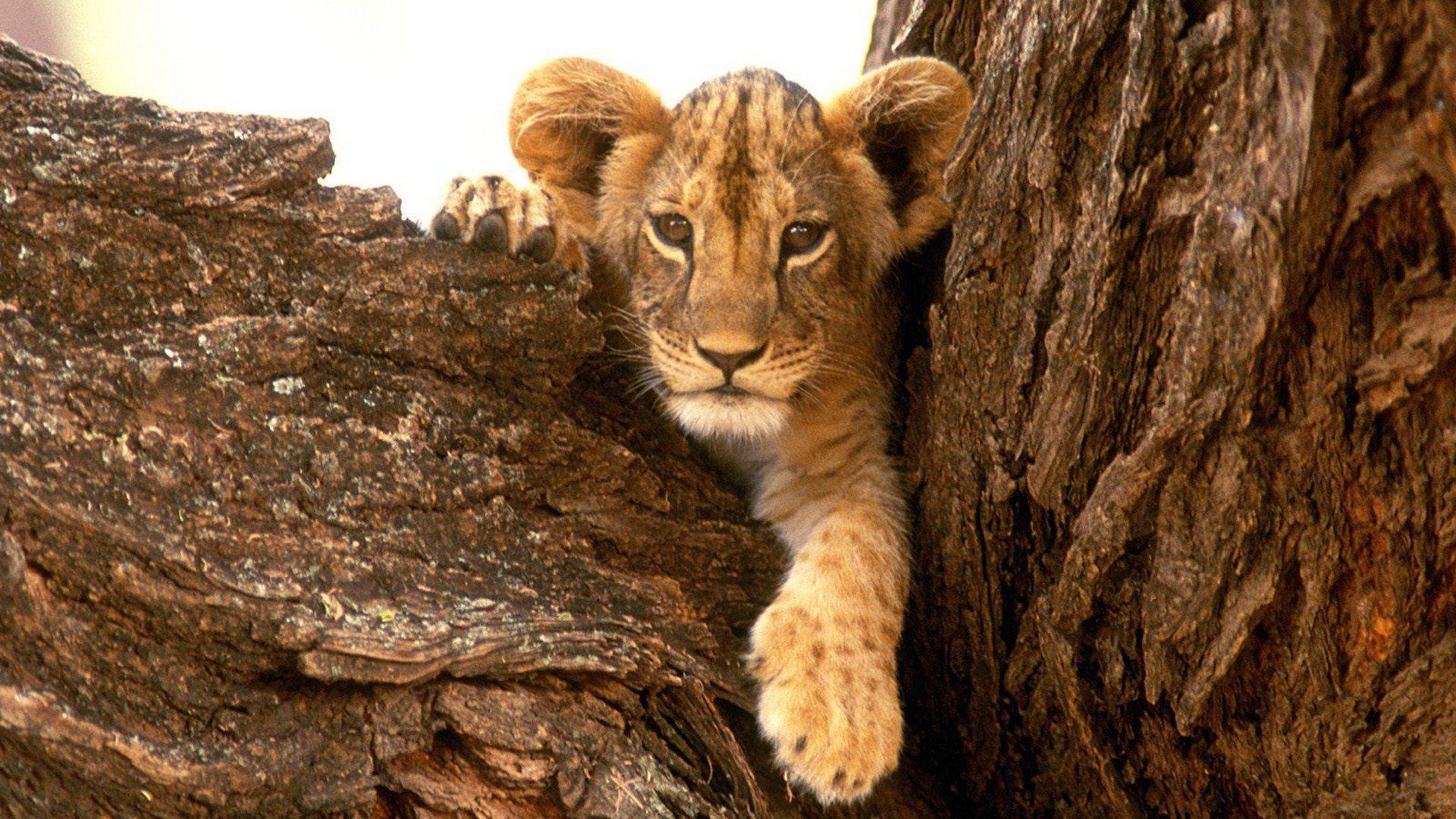 1920x1080 Nature animals wildlife lions furry baby animals wallpaper