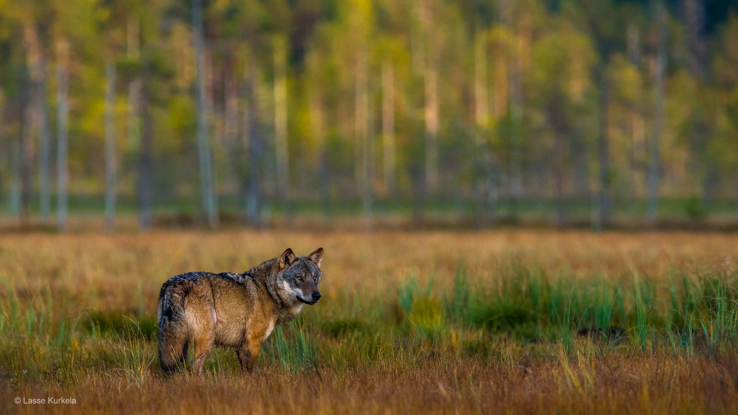 2560x1440 Best Wildlife Photography wallpaper