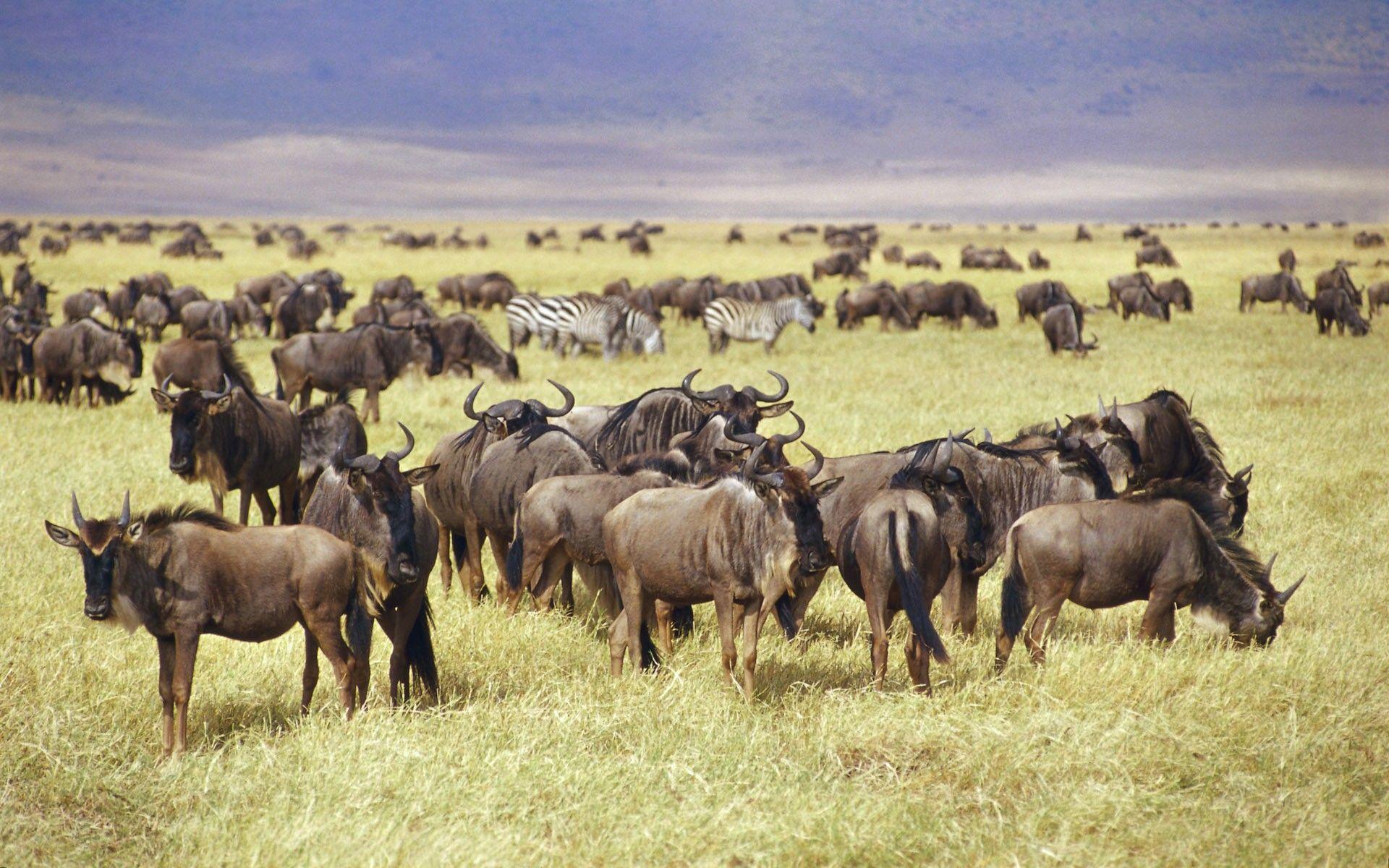 1920x1200 picture beautiful africa papers wildlife