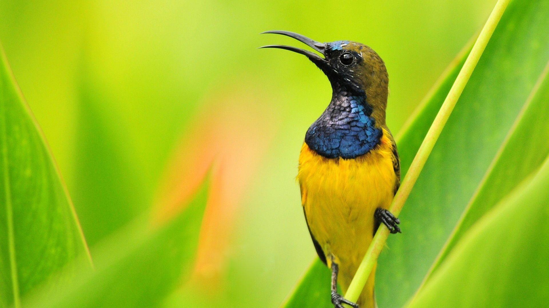1920x1080 Cute Wildlife Wallpaper, HQ Definition Cute Wildlife Background