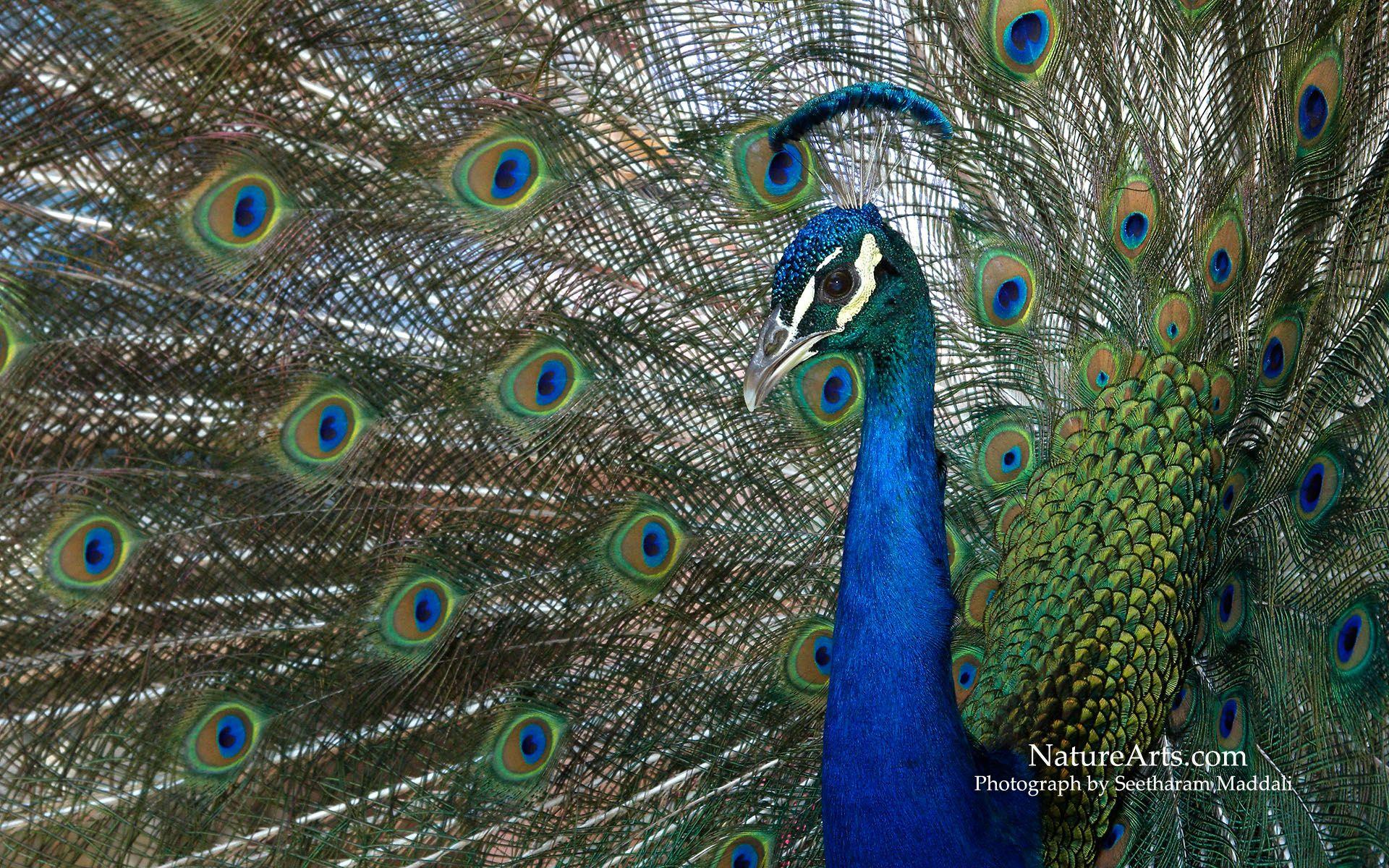 1920x1200 1st page of Desktop, Wildlife Wallpaper / Nature Wallpaper