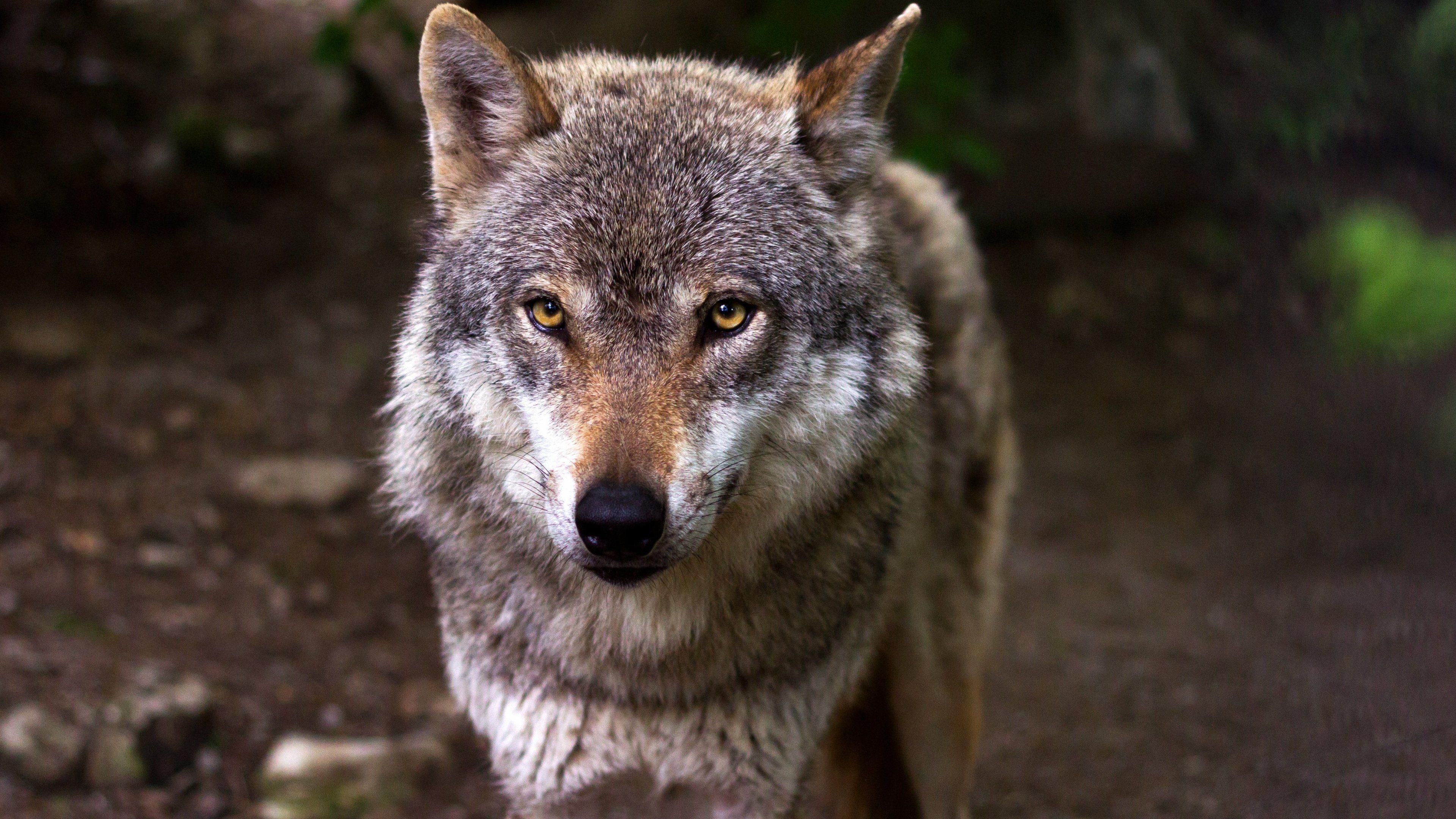 3840x2160 Wildlife Wallpaper for Mobile, Desktop, HD