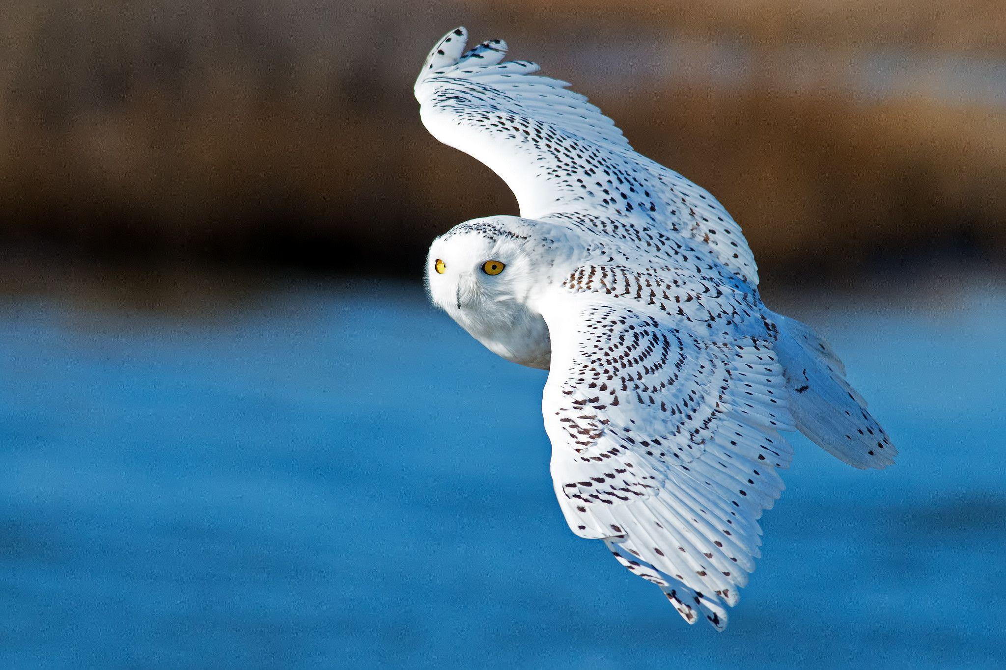 2048x1365 Snowy Owl Wallpaper HD