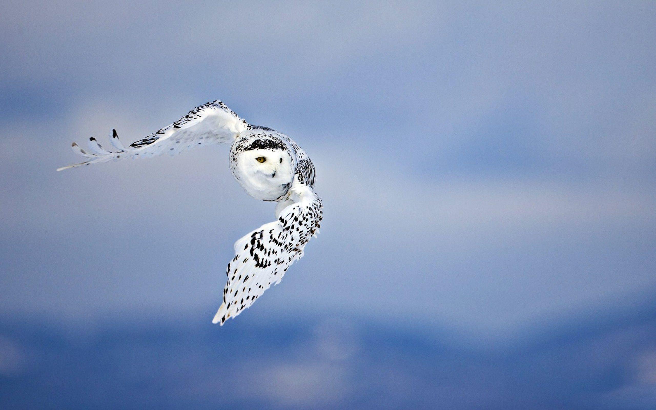 2560x1600 Snowy Owl Wallpaper