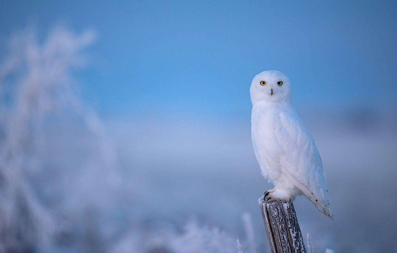 1332x850 Photo Wallpaper Winter, Frost, Owl, Bird, Post, Blue Owl