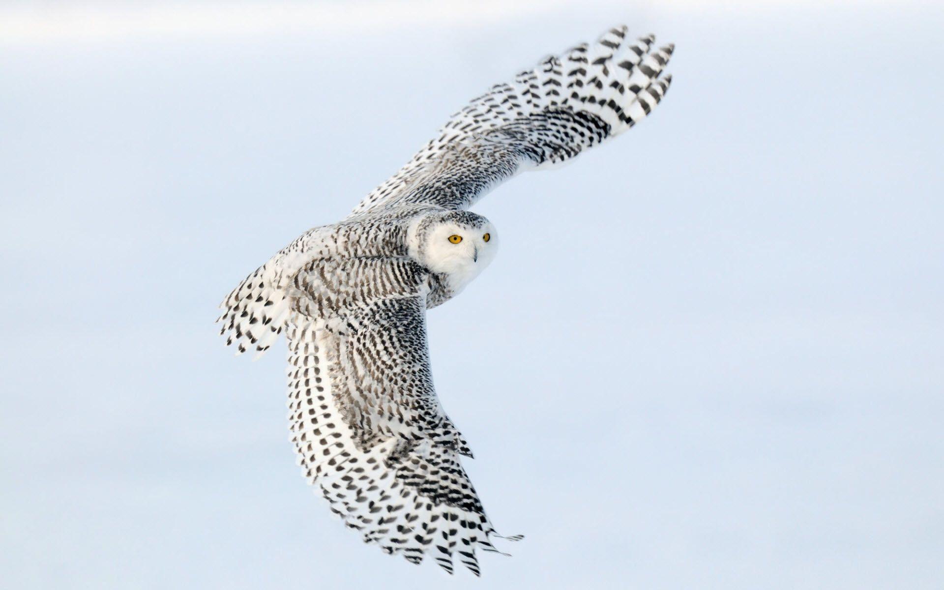 1920x1200 Snowy Owl Wallpaper HD
