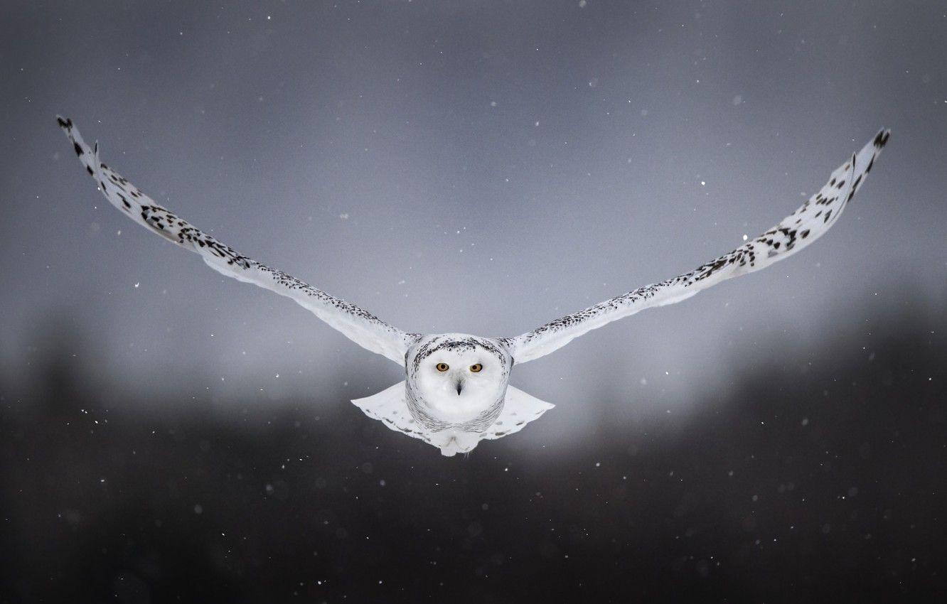 1332x850 Wallpaper snow, background, owl, bird, wings, flight, snowy owl