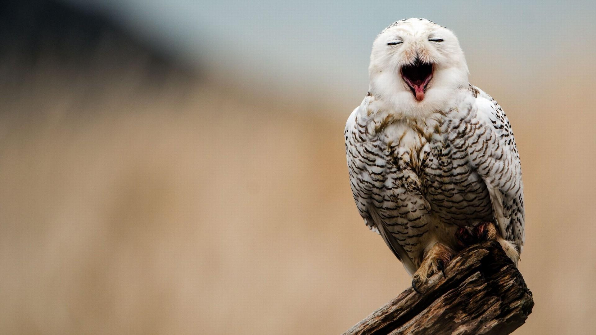 1920x1080 HD Snowy Owl Wallpaper