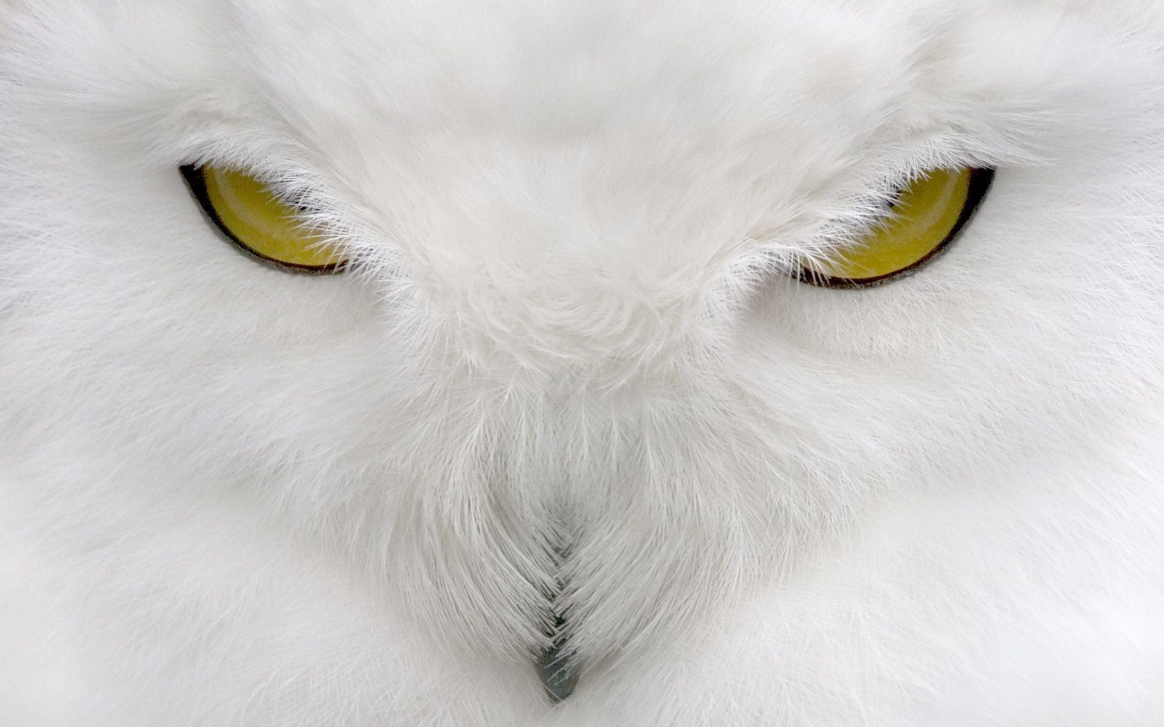 1680x1050 Free Download Snowy Owl Wallpaper Id Owl High Resolution