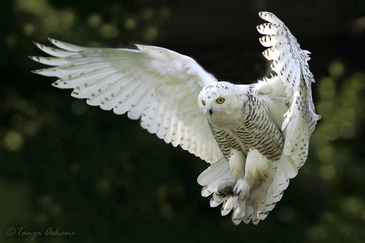 1280x853 Nice Animals Desktop Background: Snowy Owl HD. .Ssoflx