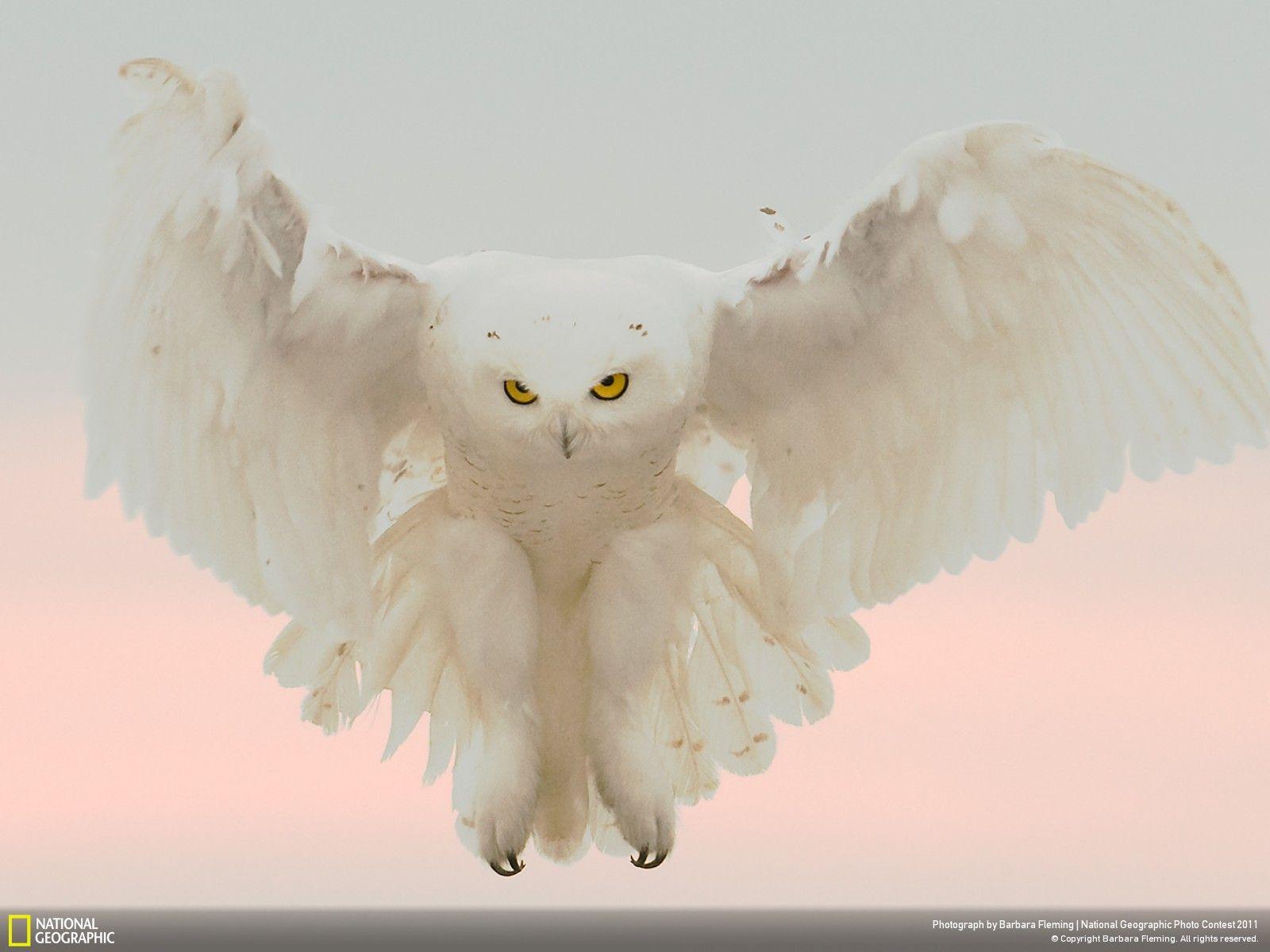1600x1200 Snowy Owl Desktop Wallpaper Owl National Geographic, HD