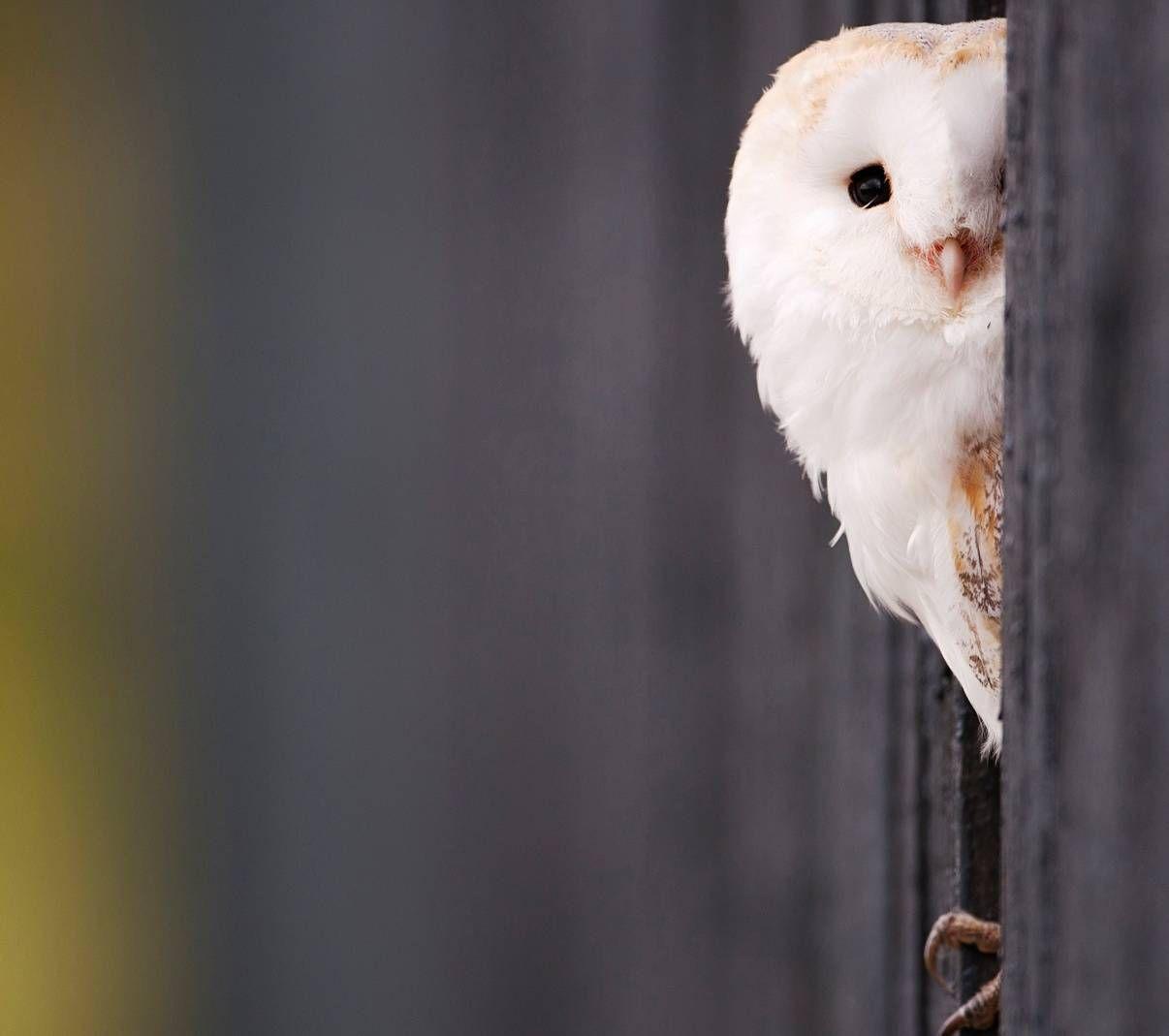 1206x1069 White Owl wallpaper