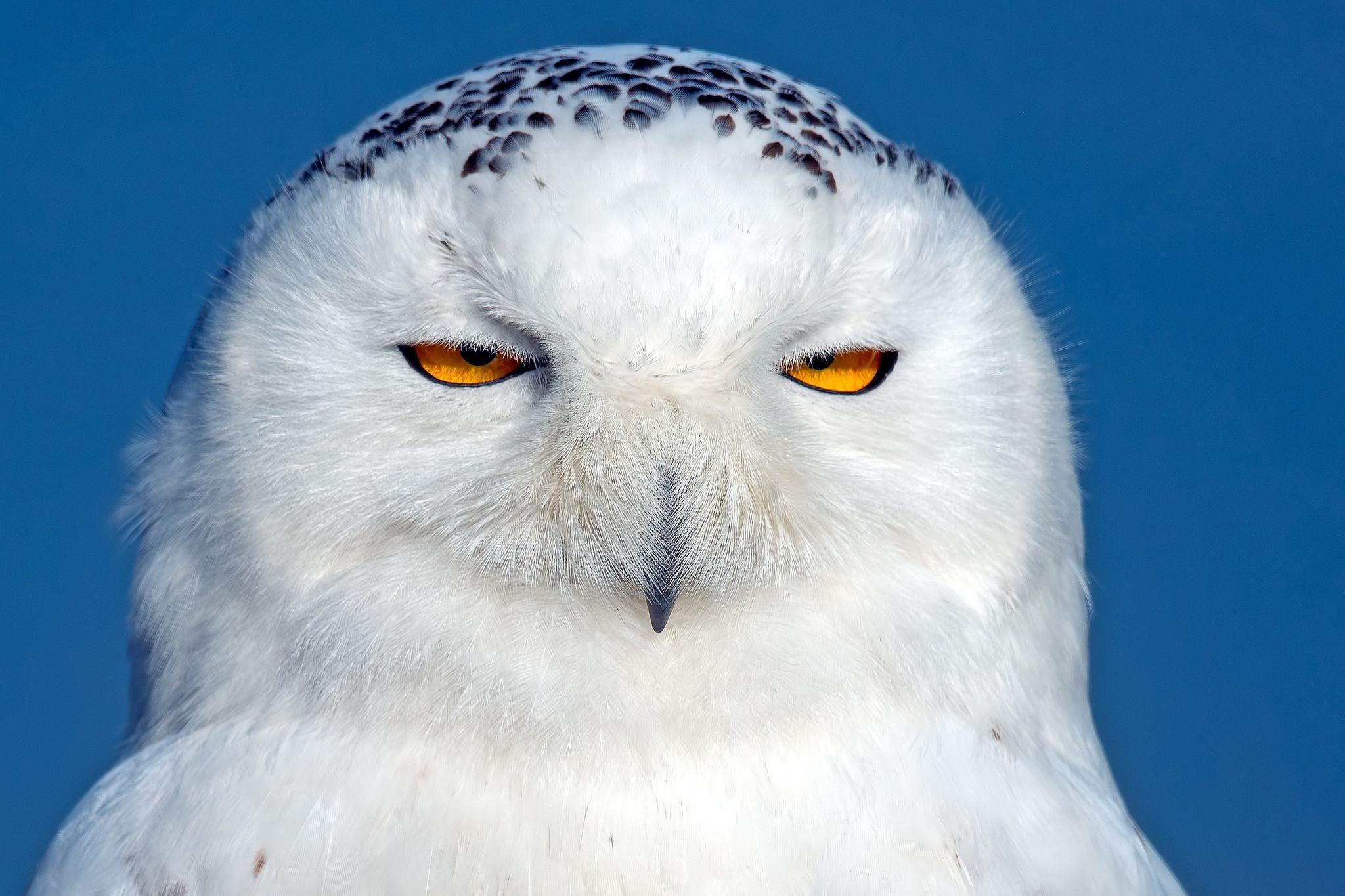 2048x1365 Animal Owl Wallpaper Snowy Owl Background Bird