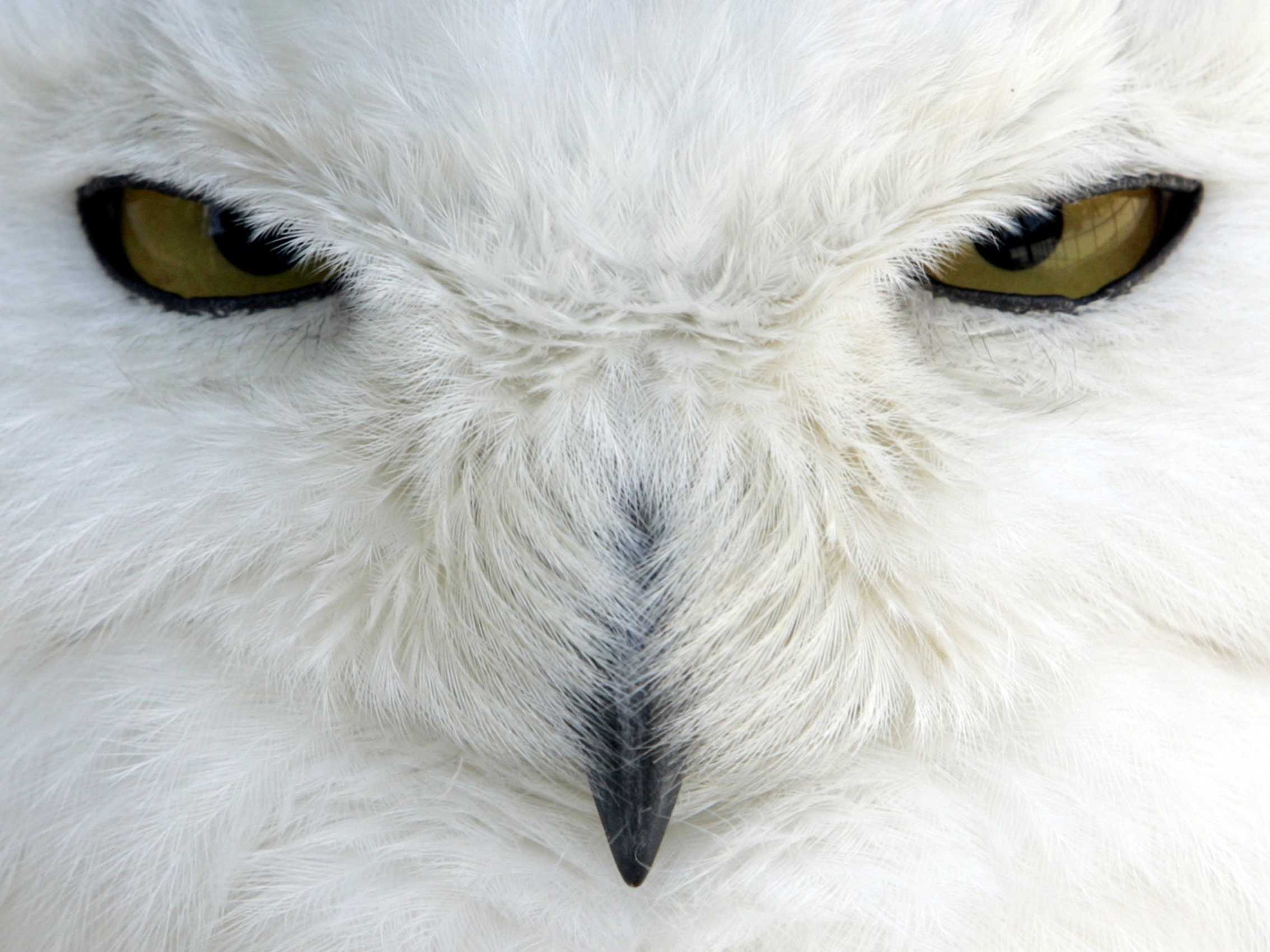 2268x1701 Snowy owl. rating 206.7 Kbytes