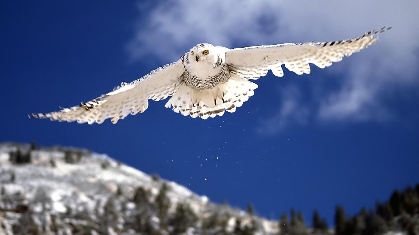 1366x768 snowy owl wallpaper hd