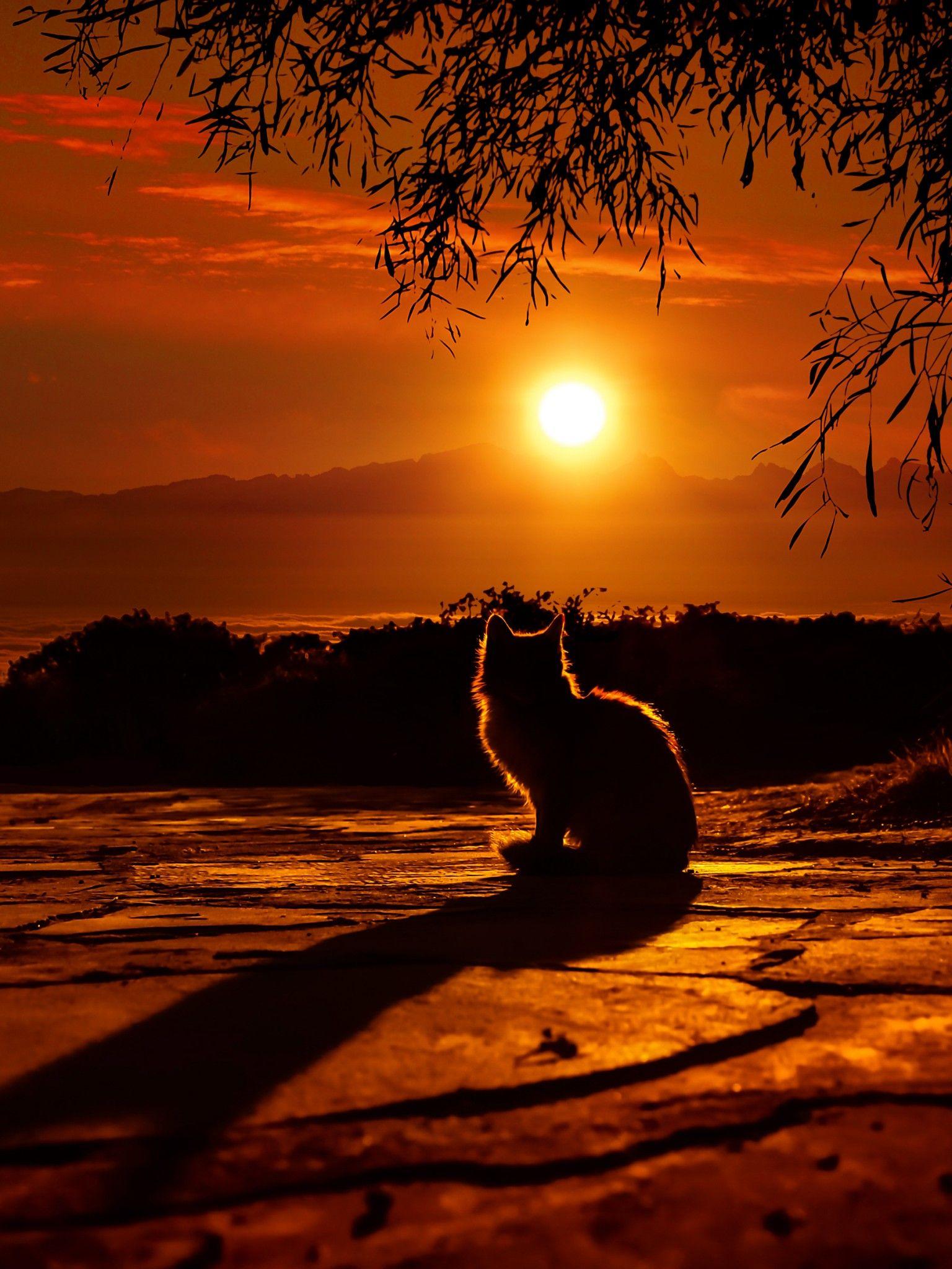 1536x2048 4k Animals Sunset Wallpaper For iPhone X Wallpaper 4k