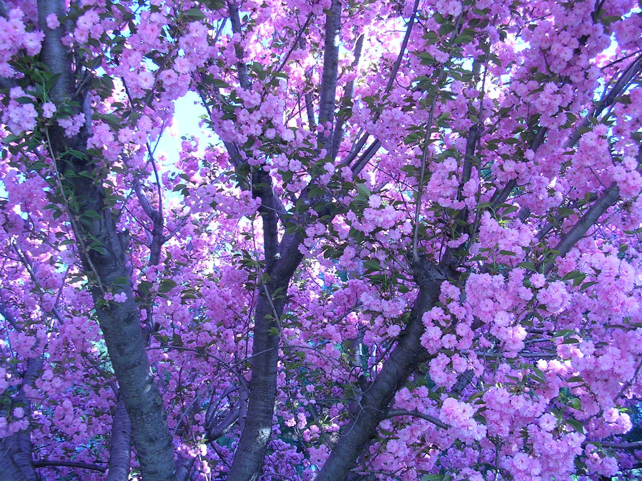2048x1536 Purple Lean