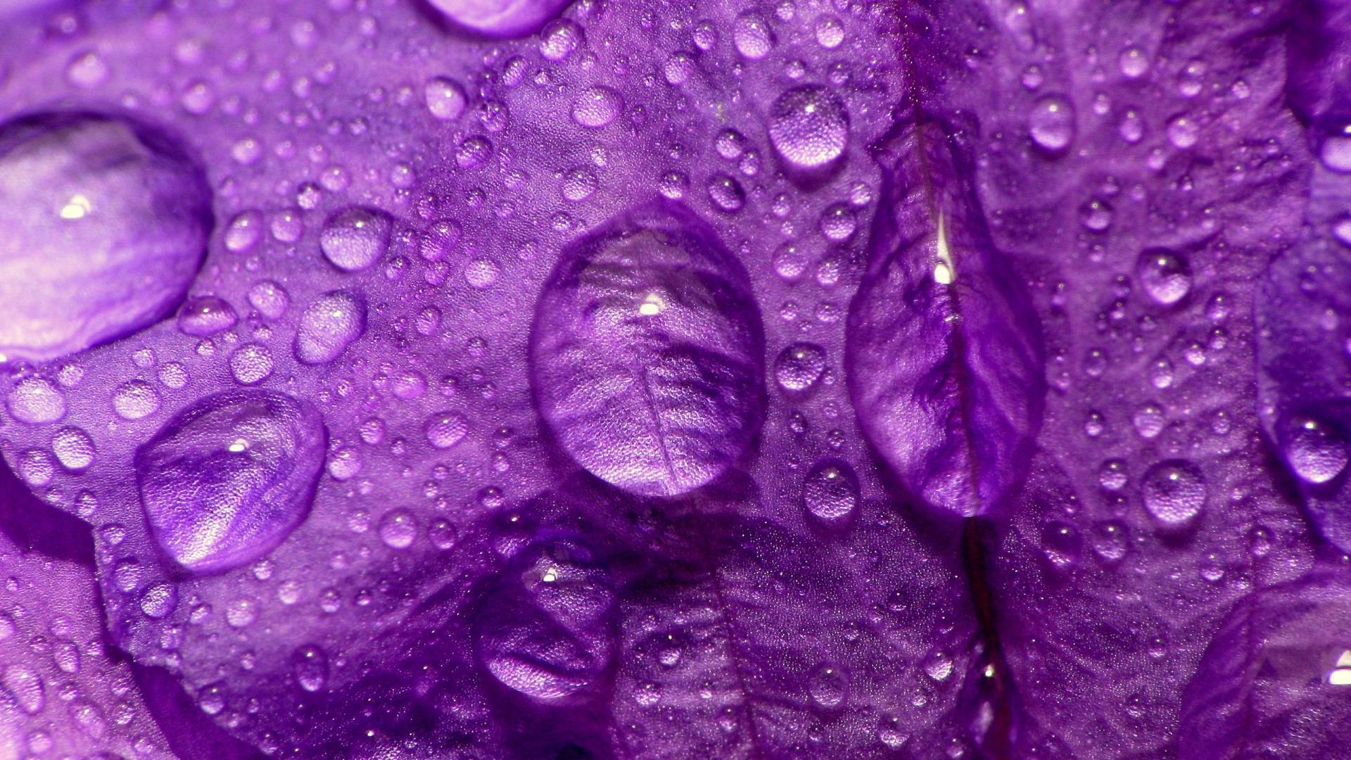 1920x1080 Beautiful Purple Flower Wallpaper Desktop Background Desktop