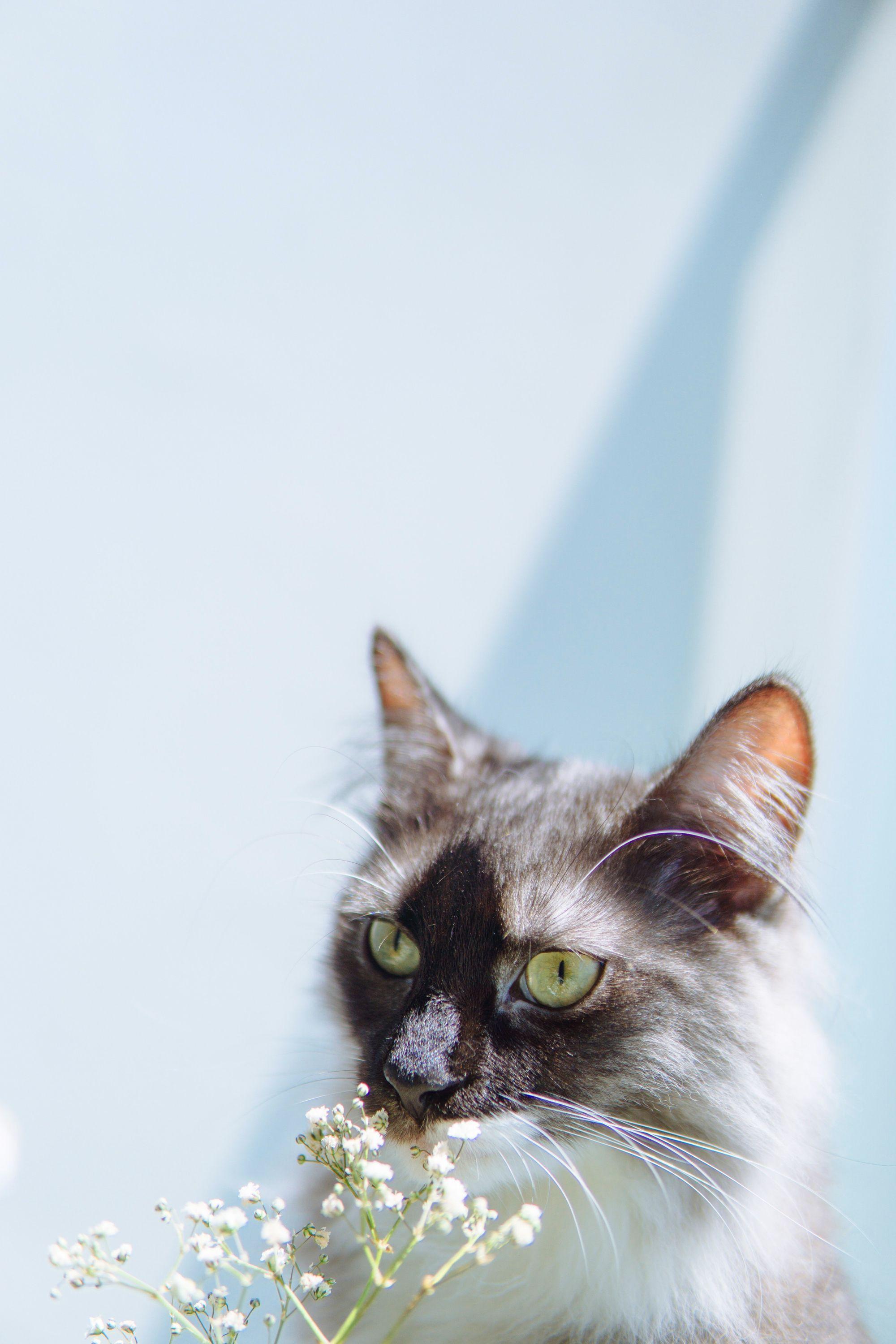 2000x3000 Update. September T Shirts Showcase. Cat Aesthetic, Blue Cats