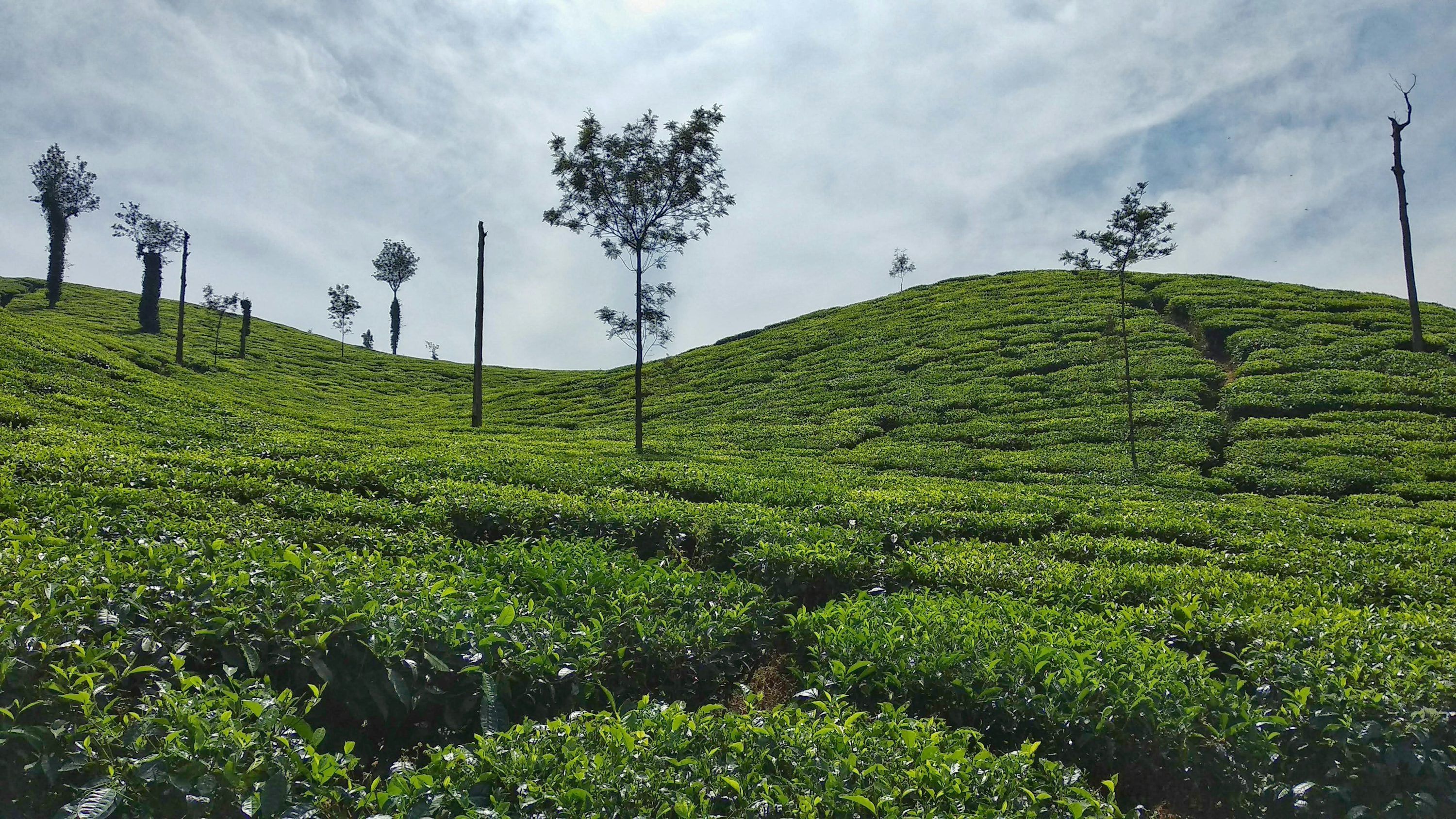 3000x1688 Chikmagalur Picture. Download Free Image