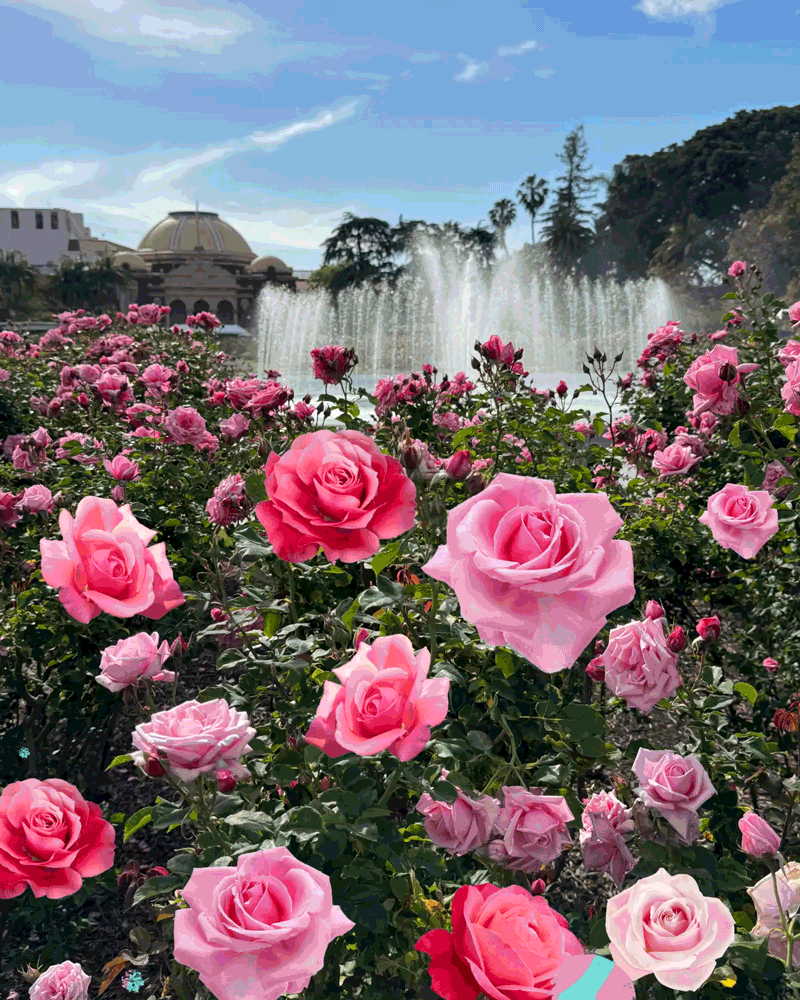 800x1000 The best L.A. rose gardens to see this season's blooms Angeles Times