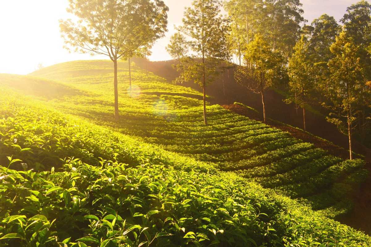 1200x800 Chikmagalur Tourism (2025) > Top Places, Travel Guide
