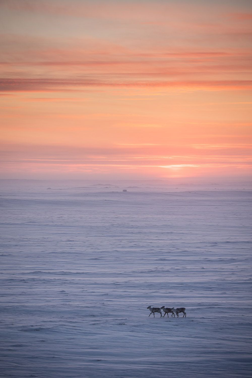 1000x1500 In the Heart of Nunavut