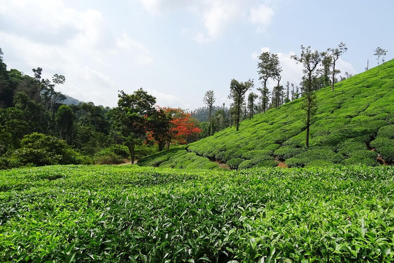 1280x854 Free Chikmagalur & Areca Palm Image